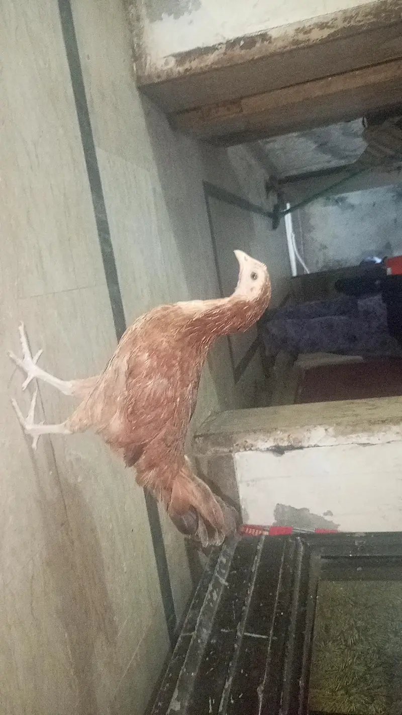 Dasi khals — photo 2