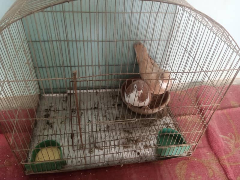 2 kabootar 0