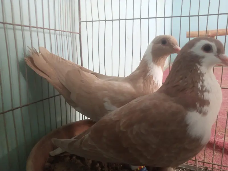 2 kabootar — photo 2