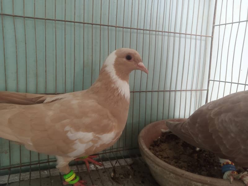 2 kabootar 2