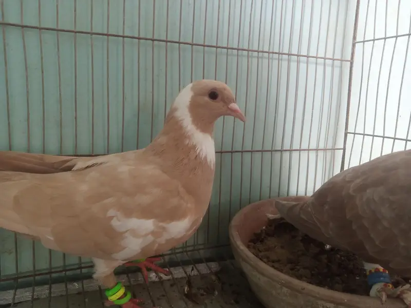 2 kabootar — photo 3