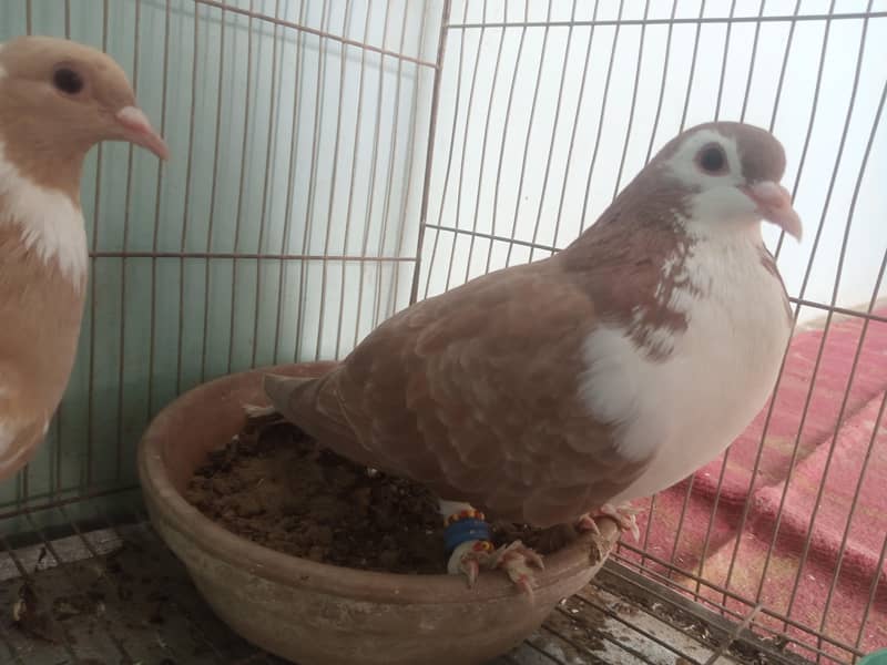 2 kabootar 3
