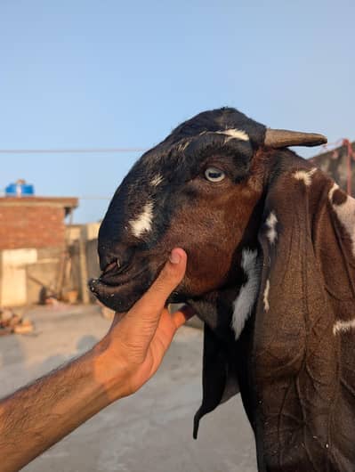 Beetal path For sale lyny waly bhai rabta kry