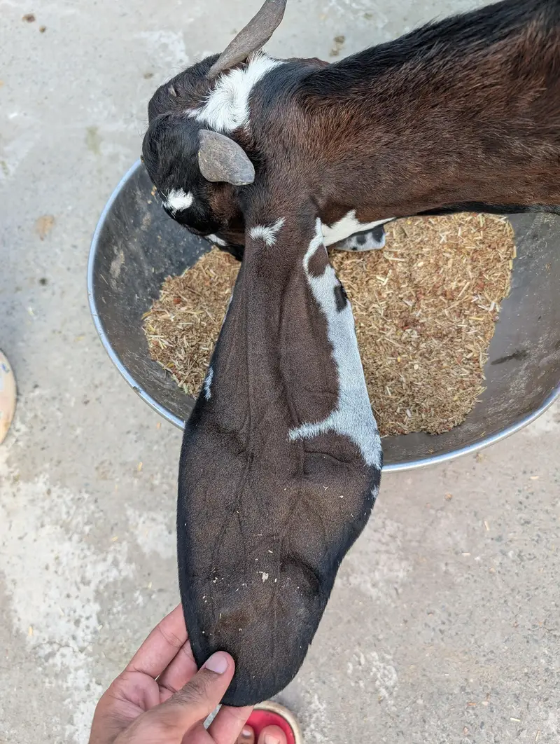 Beetal path For sale lyny waly bhai rabta kry — photo 2