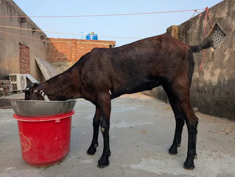 Beetal path For sale lyny waly bhai rabta kry — photo 5
