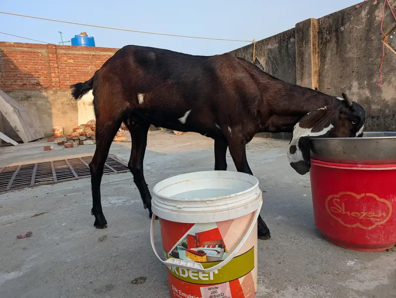Beetal path For sale lyny waly bhai rabta kry — photo 6