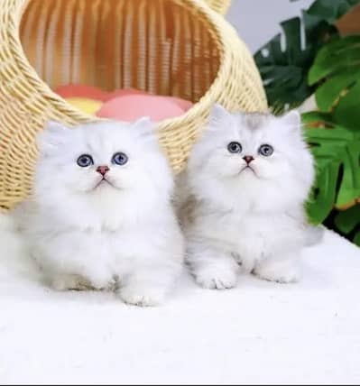 Persian kittens whatp. . 0320/// 7512402\\\