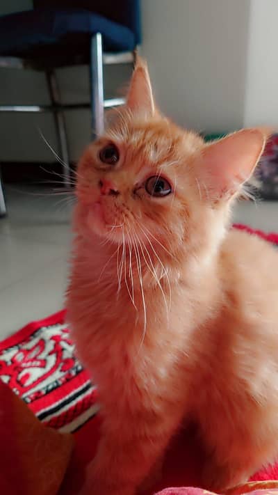 friendly kittens