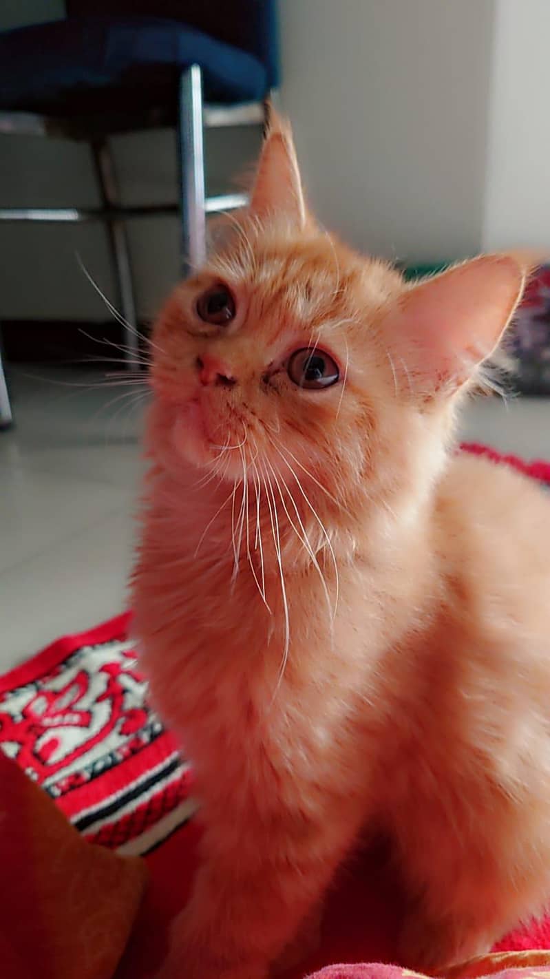 friendly kittens 0