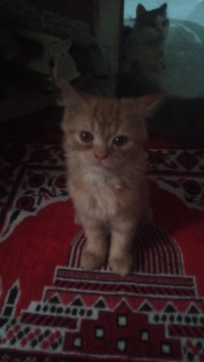 friendly kittens 1