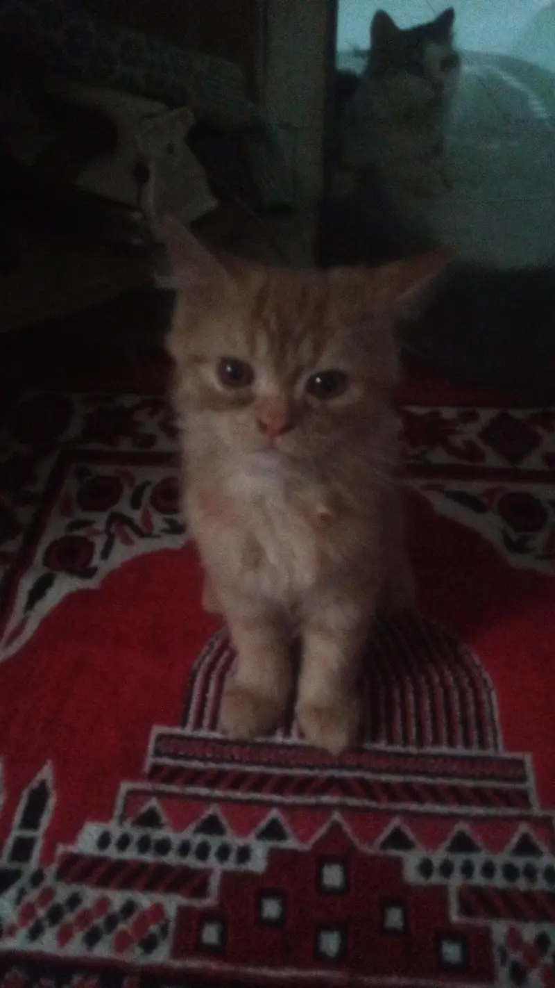 friendly kittens — photo 2