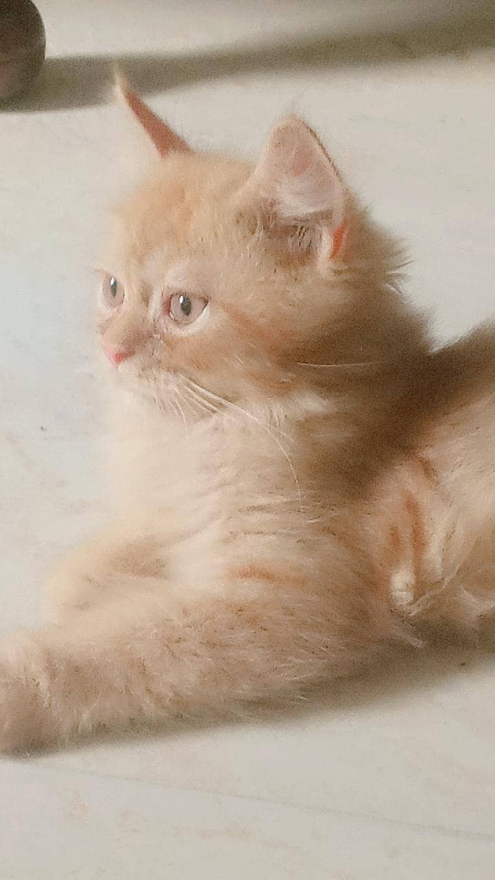 friendly kittens 2