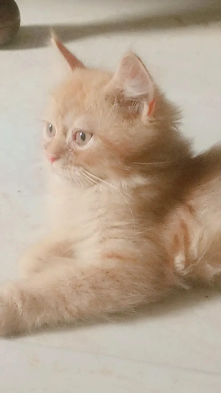 friendly kittens — photo 3