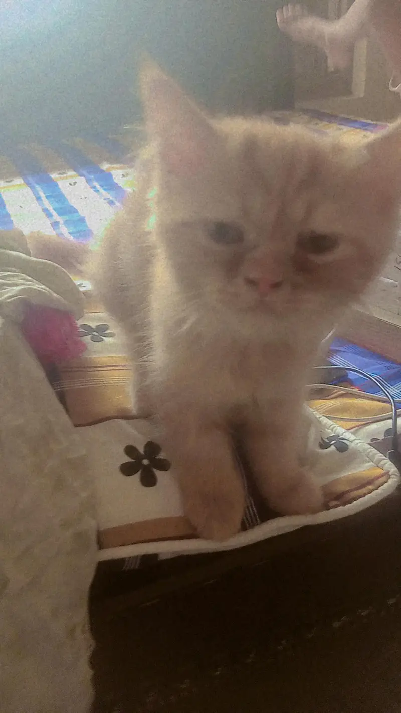 friendly kittens — photo 4