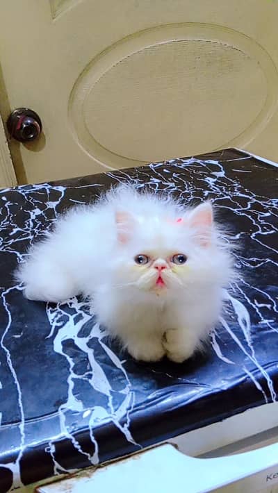 PEKE FEMALE KITTEN