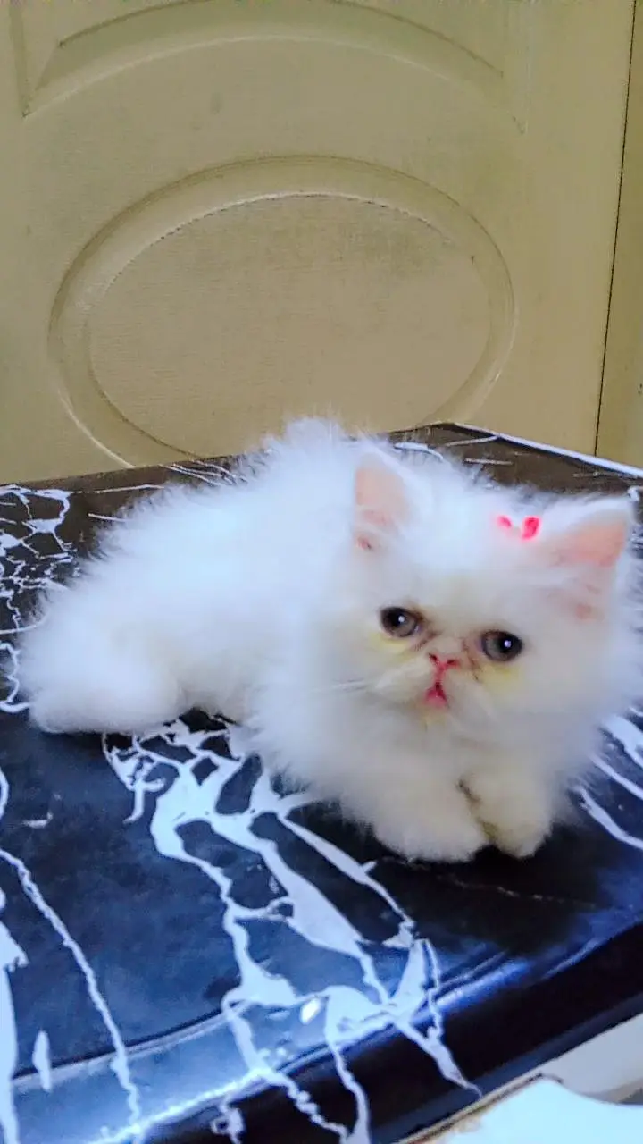 PEKE FEMALE KITTEN — photo 2