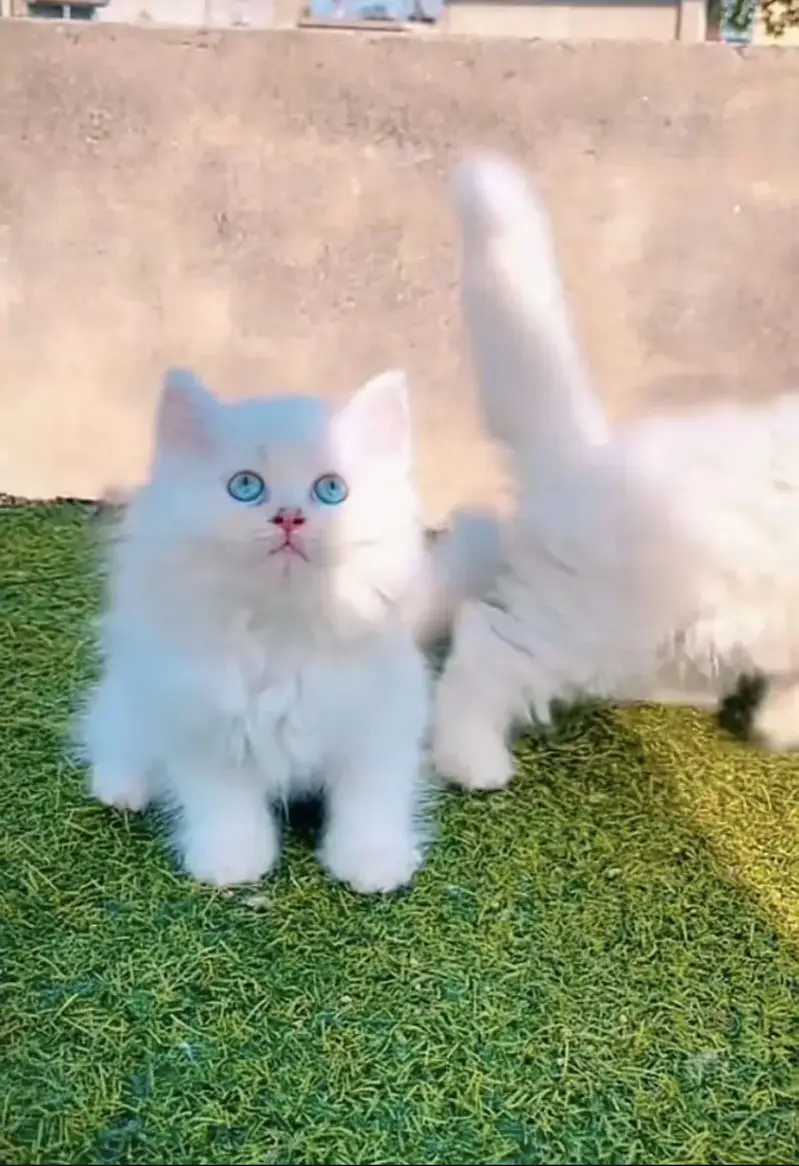 Persian kittens whatp. . 0320/// 7512402\\\ — photo 3