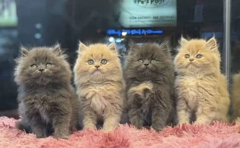 Persian kittens whatp. . 0320/// 7512402\\\