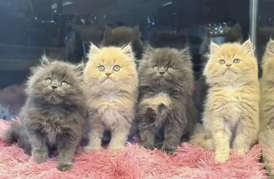 Persian kittens whatp. . 0320/// 7512402\\\ — photo 2