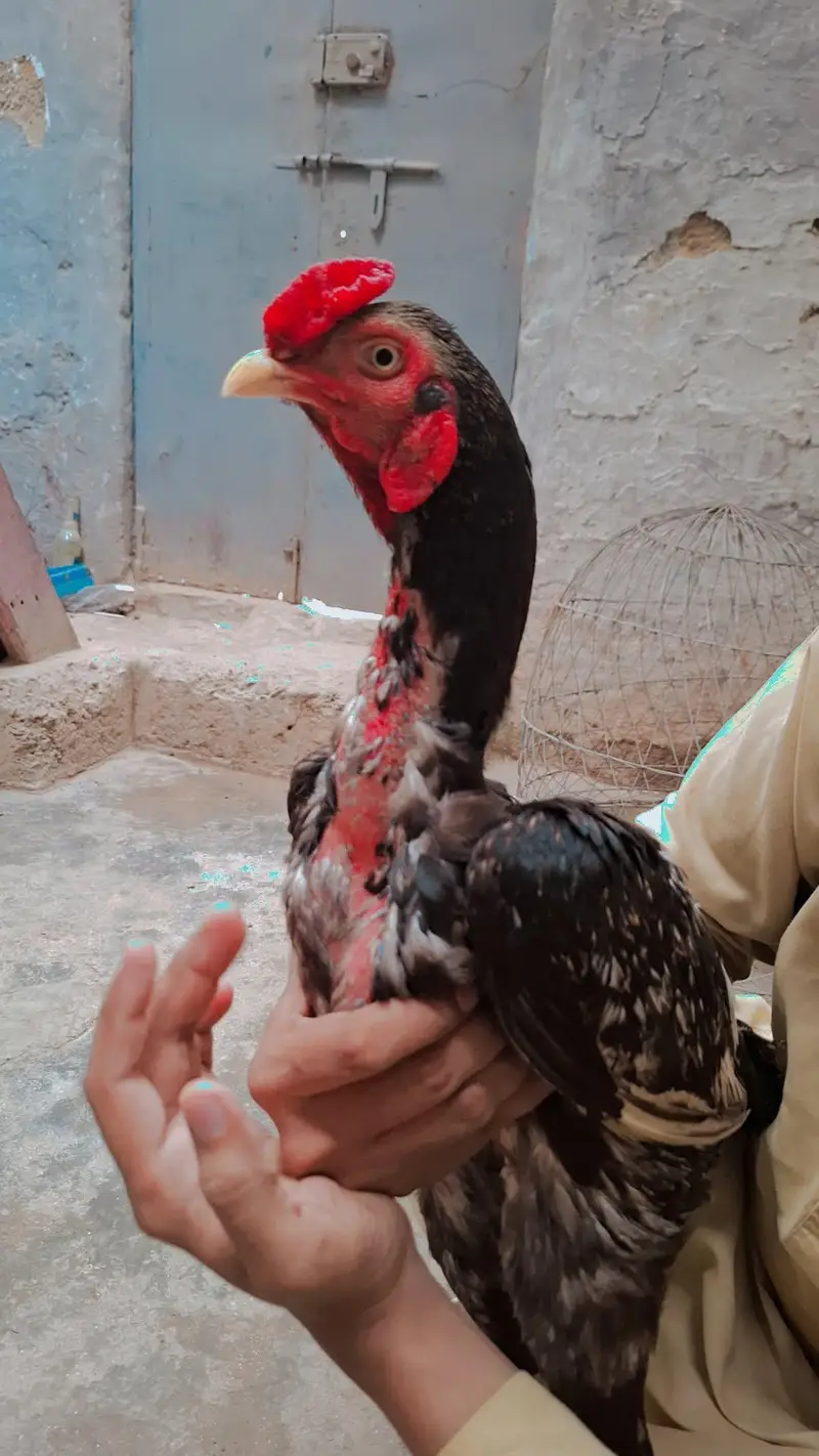 masha Allah high quality madi para wait ankh nok nalie mian — photo 2