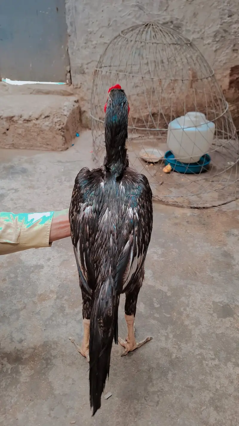 masha Allah high quality madi para wait ankh nok nalie mian — photo 3