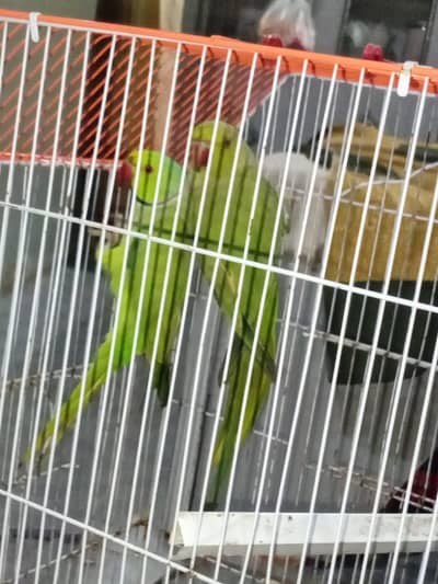 breeder pair for sell