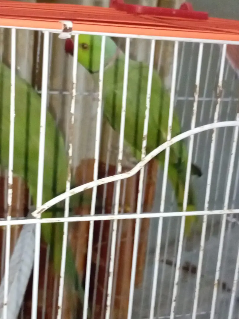 breeder pair for sell — photo 2