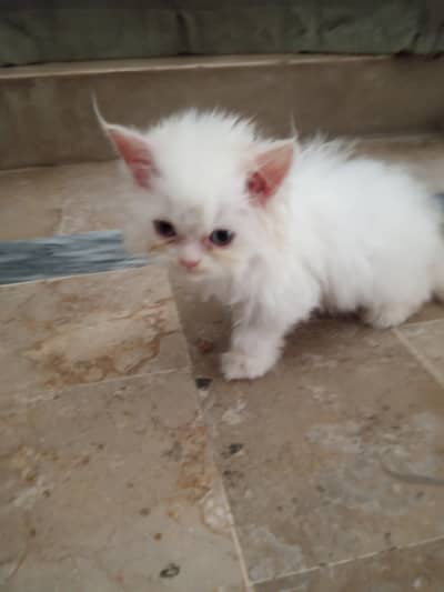 Persian White Punch Face Female Kittens for Sale