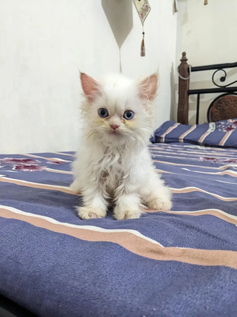 Persian White Punch Face Female Kittens for Sale — photo 2