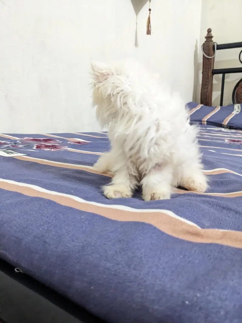 Persian White Punch Face Female Kittens for Sale — photo 3