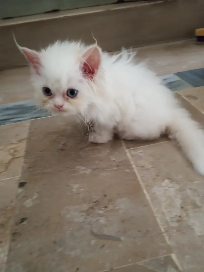 Persian White Punch Face Female Kittens for Sale — photo 4