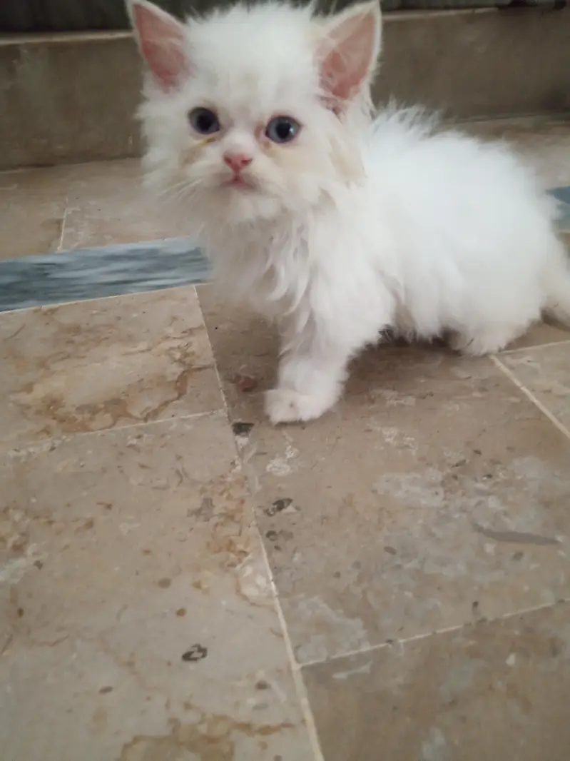 Persian White Punch Face Female Kittens for Sale — photo 5