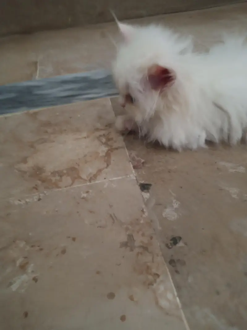 Persian White Punch Face Female Kittens for Sale — photo 6
