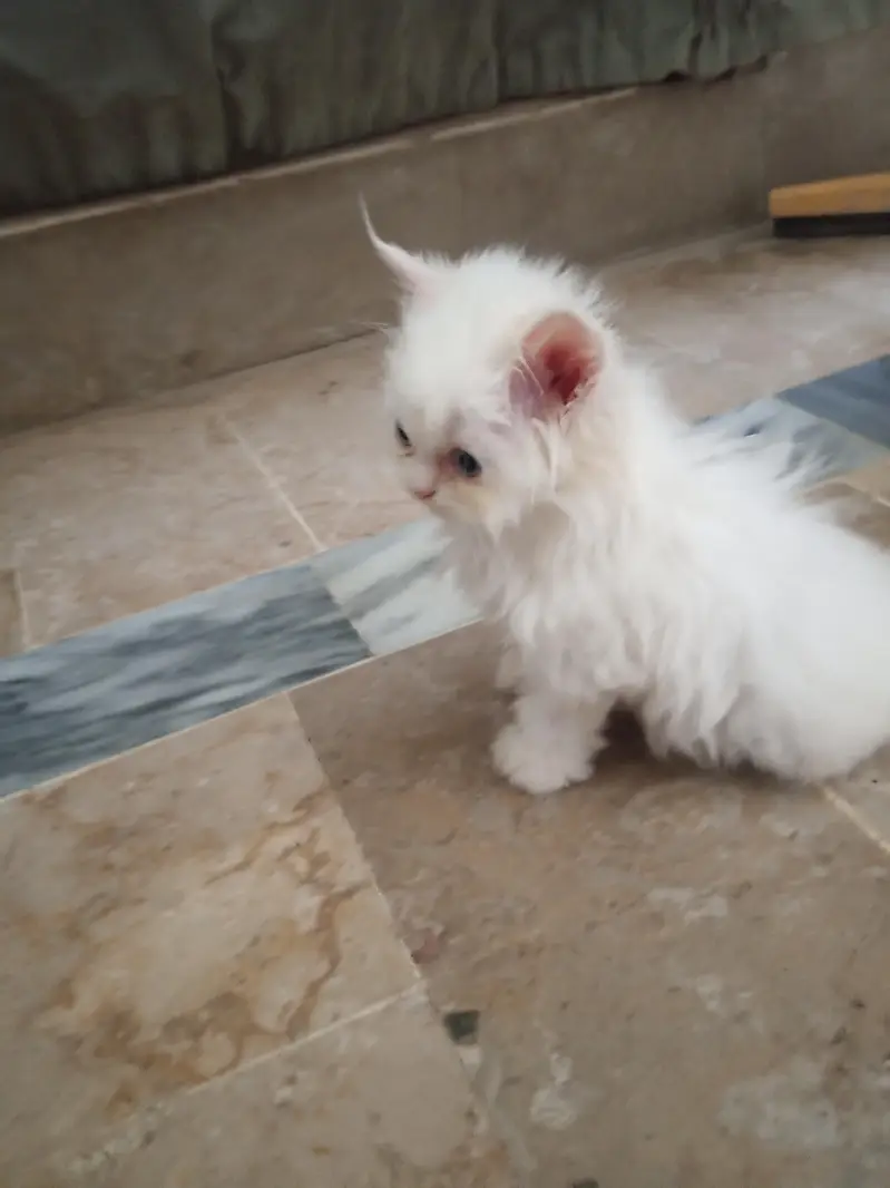 Persian White Punch Face Female Kittens for Sale — photo 7