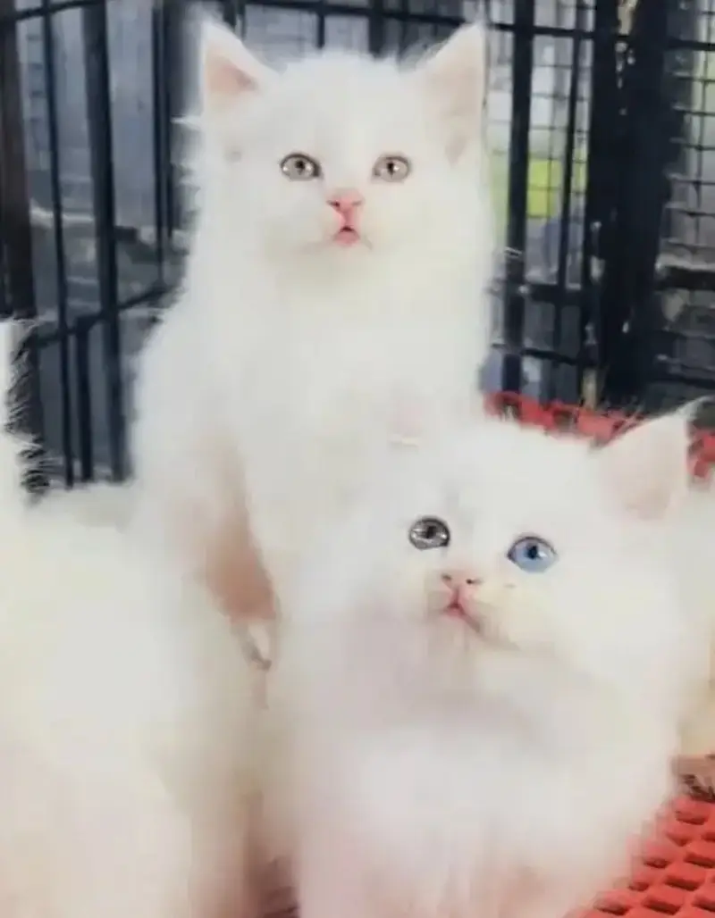Persian kittens whatp. . 0320/// 7512402\\\ — photo 2