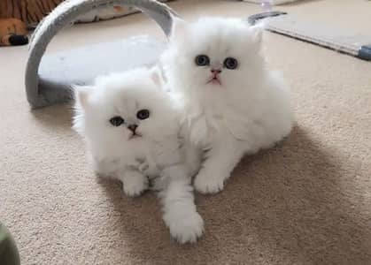 Persian kittens whatp. . 0320/// 7512402\\\