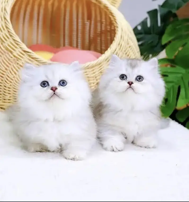 Persian kittens whatp. . 0320/// 7512402\\\ — photo 2