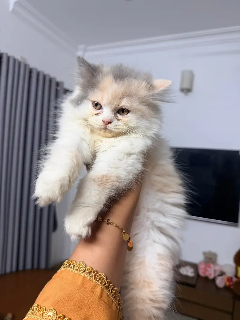 Persian kittens whatp. . 0320/// 7512402\\\ — photo 2