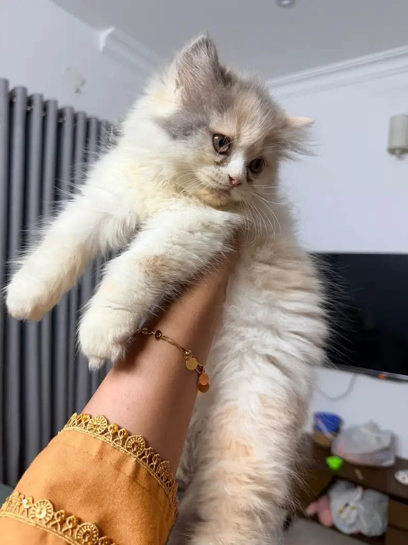 Persian kittens whatp. . 0320/// 7512402\\\ — photo 3