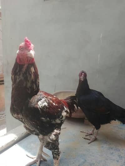 Aseel Roosters And Hens For Sale
