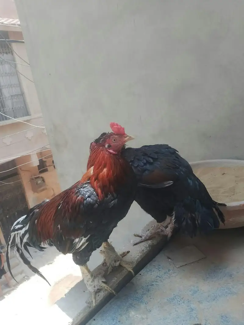 Aseel Roosters And Hens For Sale — photo 2