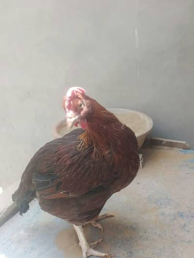 Aseel Roosters And Hens For Sale