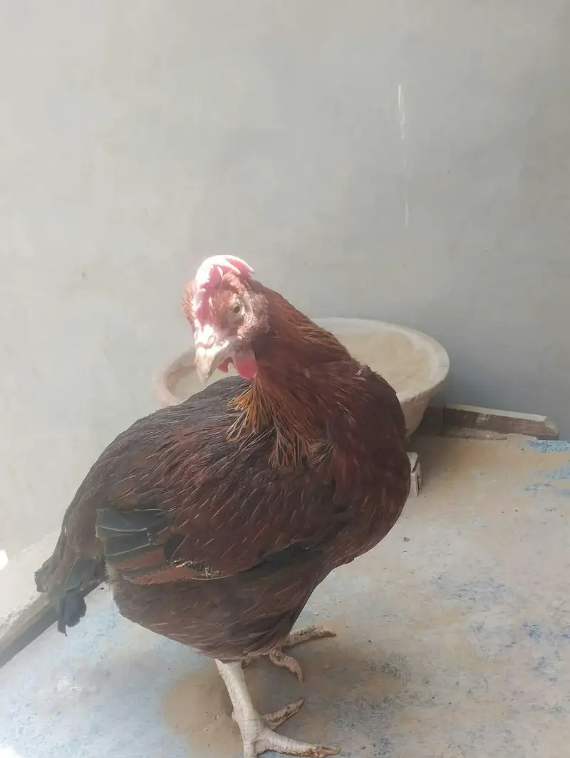 Aseel Roosters And Hens For Sale — photo 3