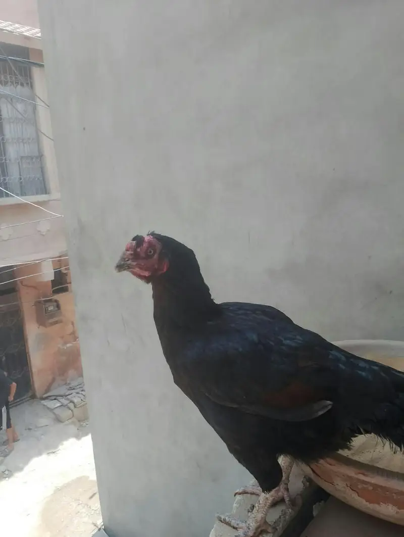 Aseel Roosters And Hens For Sale — photo 4