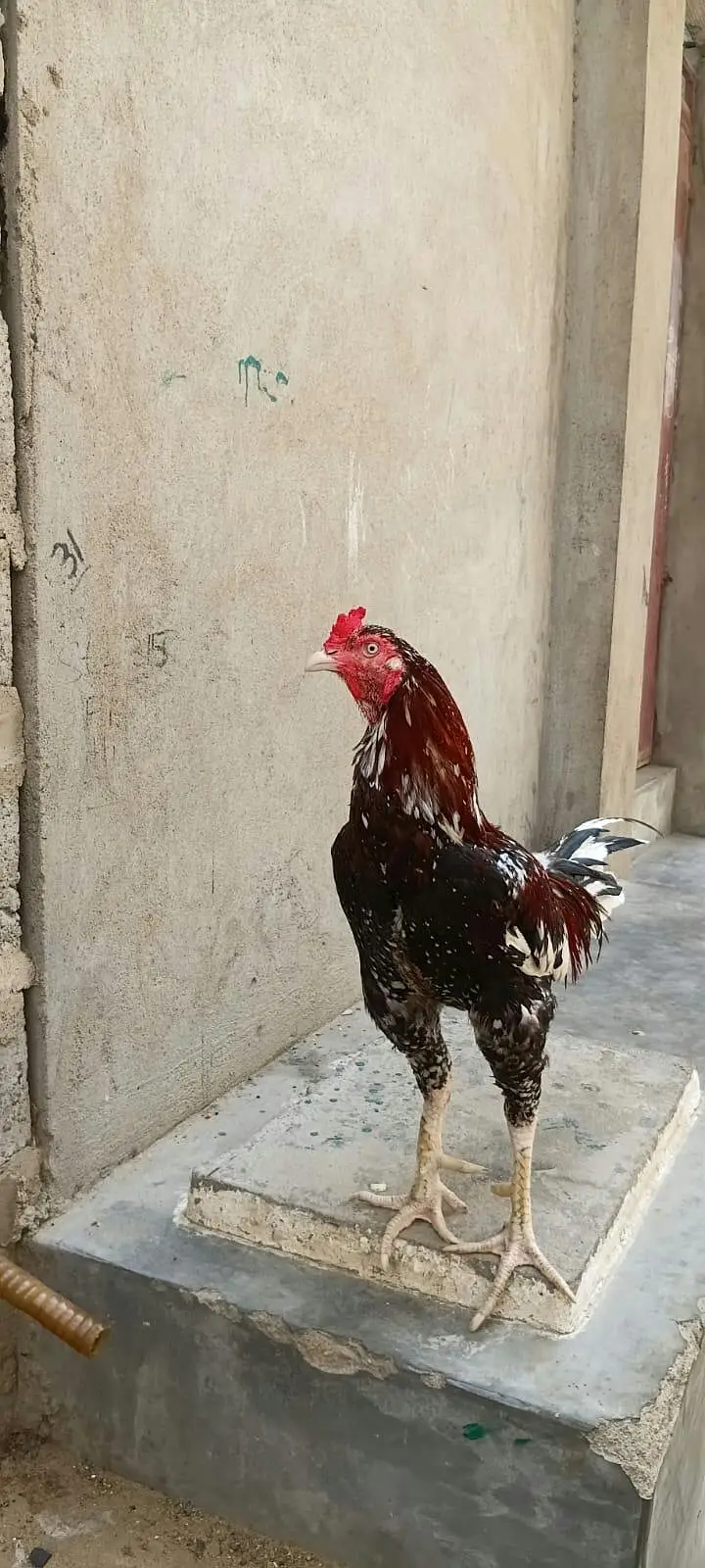 Aseel Roosters And Hens For Sale — photo 5