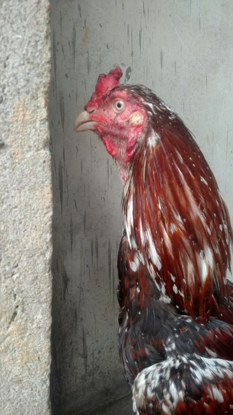 Aseel Roosters And Hens For Sale — photo 6