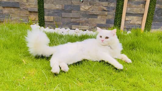Pure White Triple Coat Persian Male 1 Year | Vaccinated | Home Trained