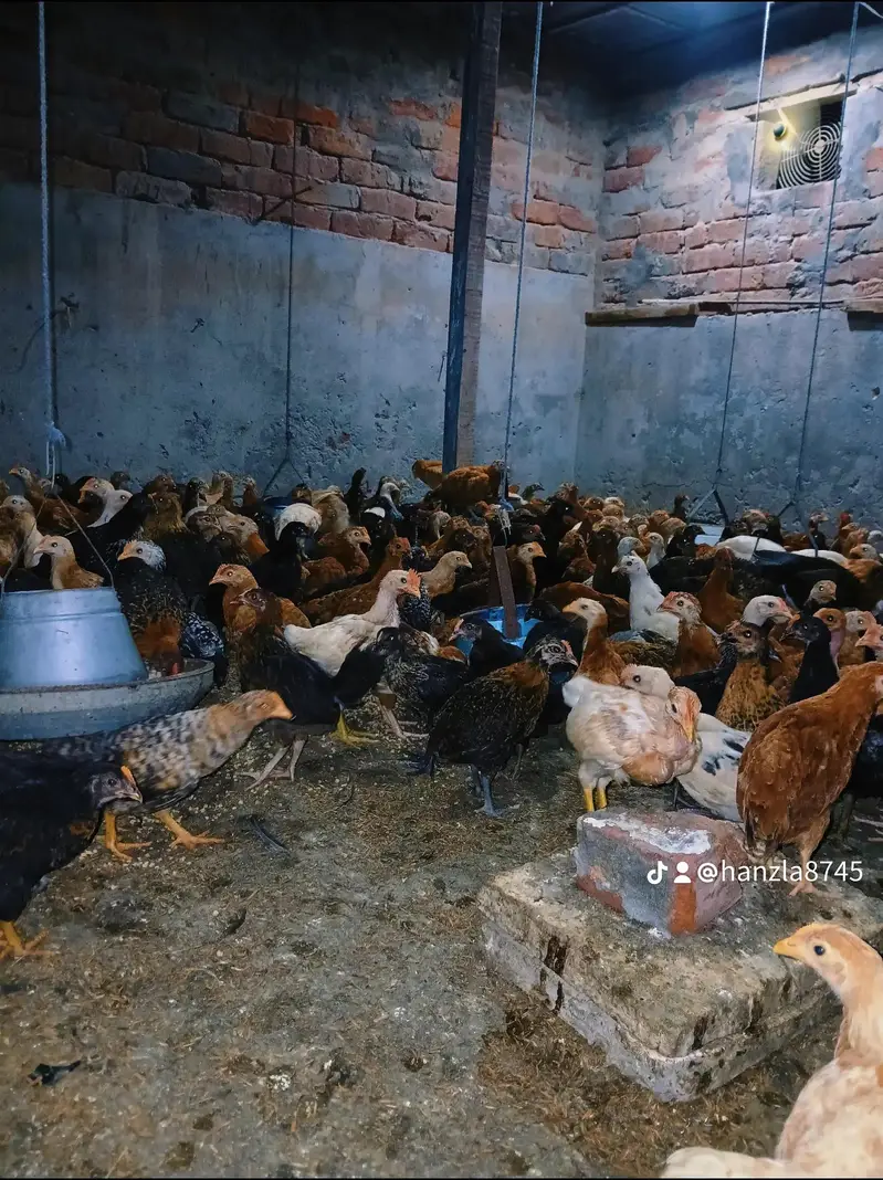 desi choozay 450 sa 550 gram — photo 2