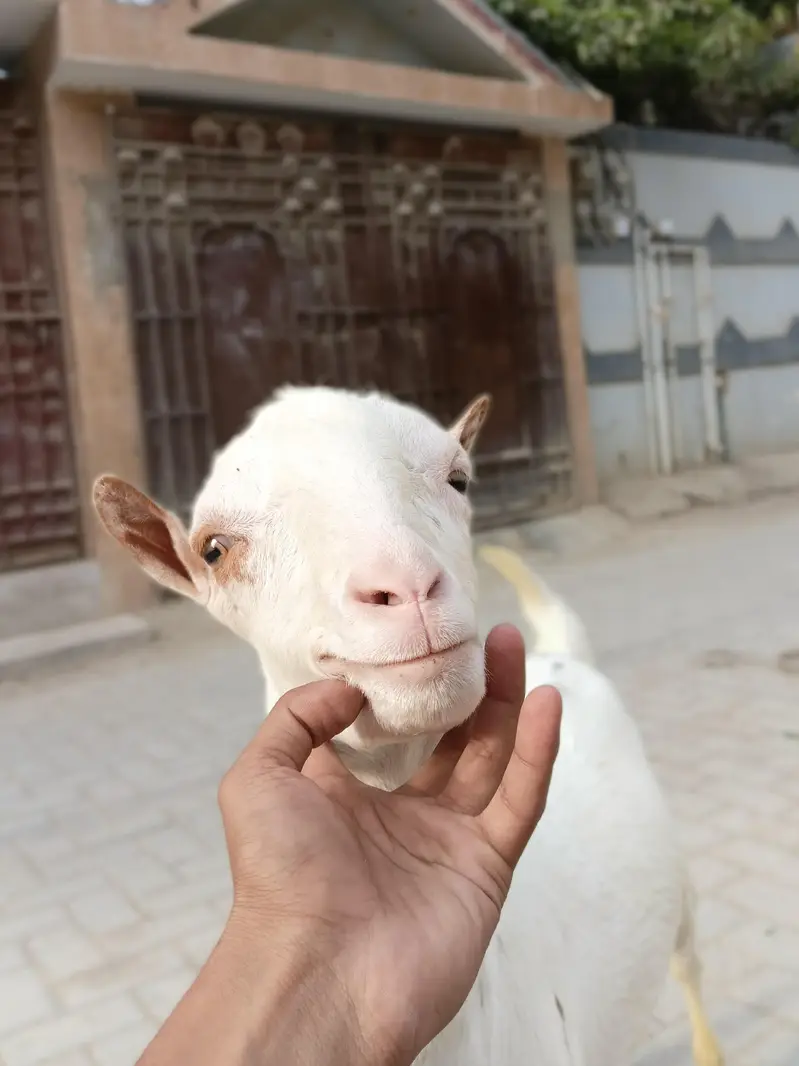 gulabi teddy dessi bakra — photo 4