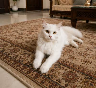 cat for sale
